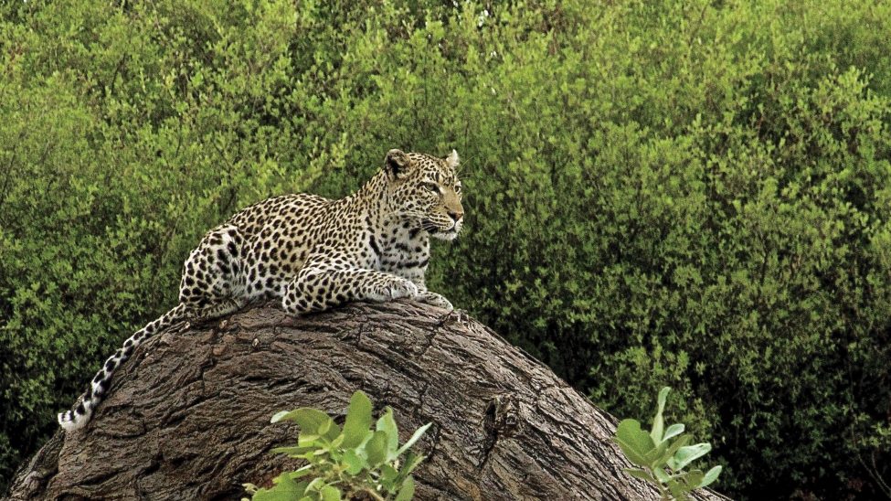 fotografia decorativa animales