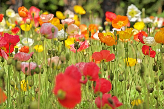 fotografia decorativa paisaje
